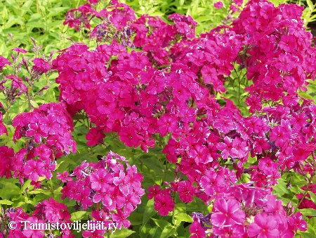 Phlox paniculata 'Aida'